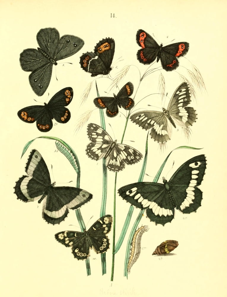 Muse Entomologique Illustr 1876 Various 13 Canvas Art - Unknown (18 x 24)