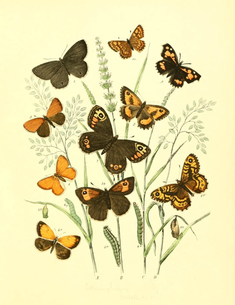 Muse Entomologique Illustr 1876 Various 14 Canvas Art - Unknown (18 x 24)