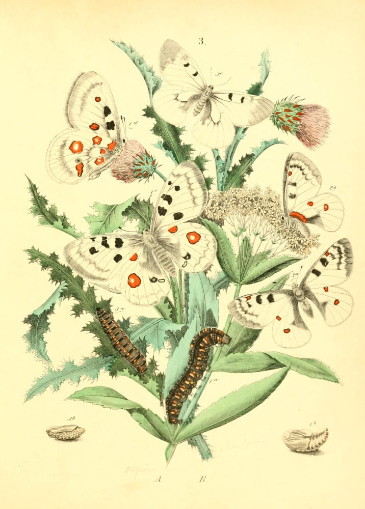 Muse Entomologique Illustr 1876 Various 2 Canvas Art - Unknown (18 x 24)