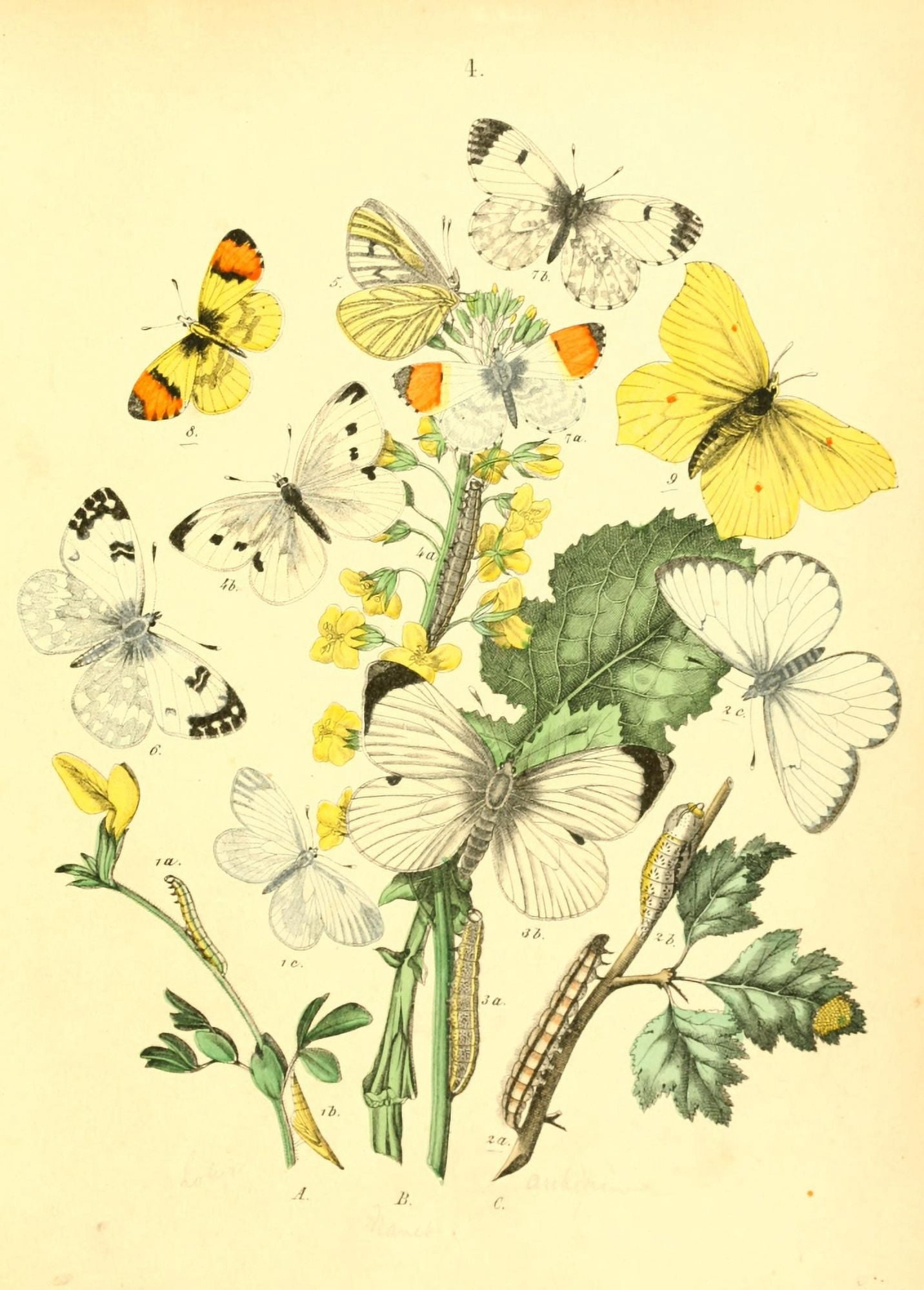 Muse Entomologique Illustr 1876 Various 3 Canvas Art - Unknown (18 x 24)