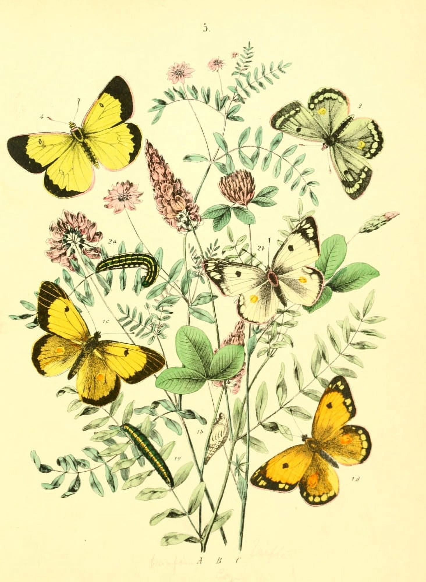 Muse Entomologique Illustr 1876 Various 4 Canvas Art - Unknown (18 x 24)