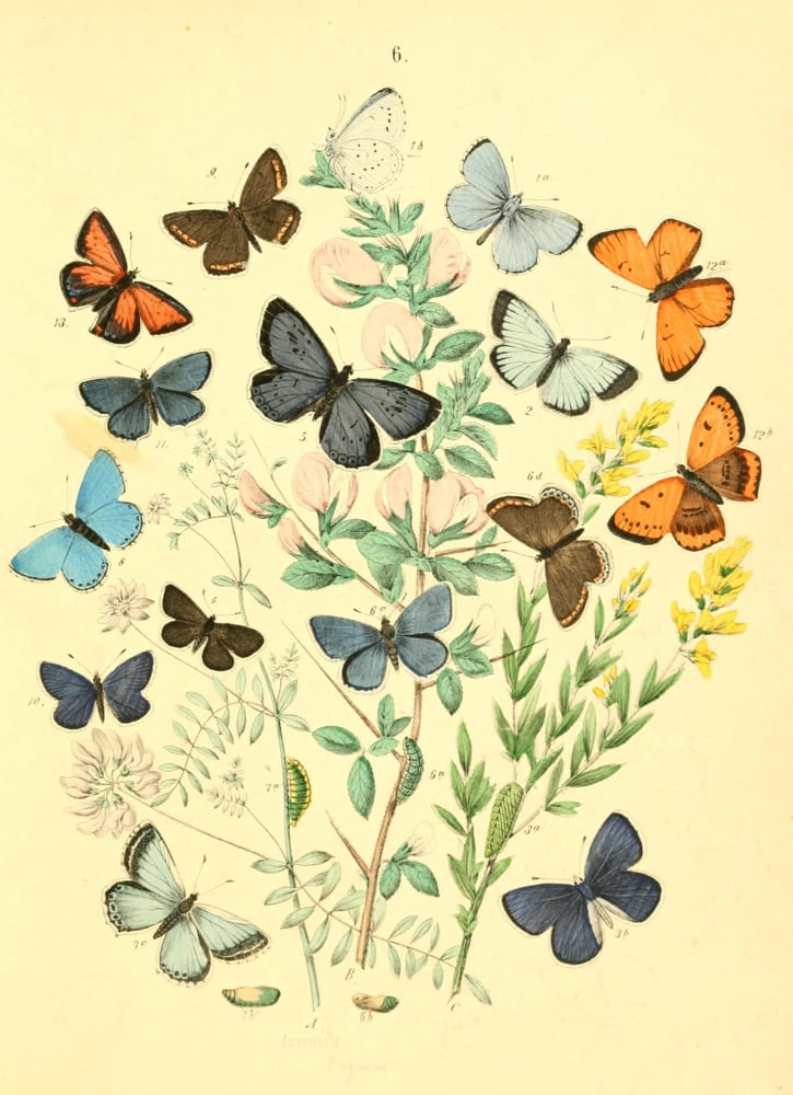 Muse Entomologique Illustr 1876 Various 5 Canvas Art - Unknown (18 x 24)