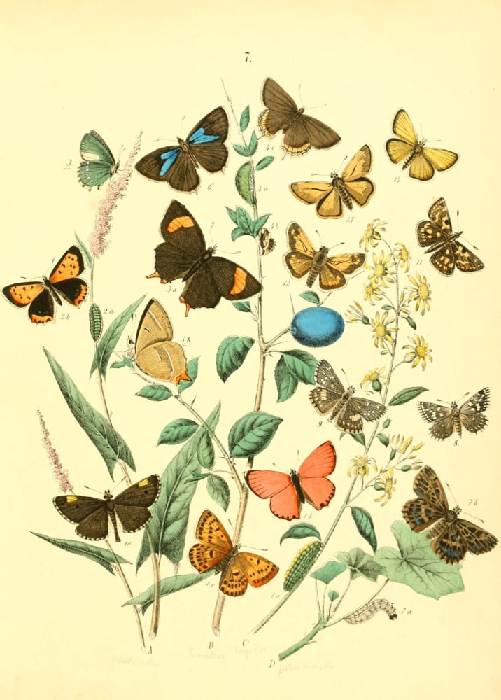 Muse Entomologique Illustr 1876 Various 6 Canvas Art - Unknown (18 x 24)