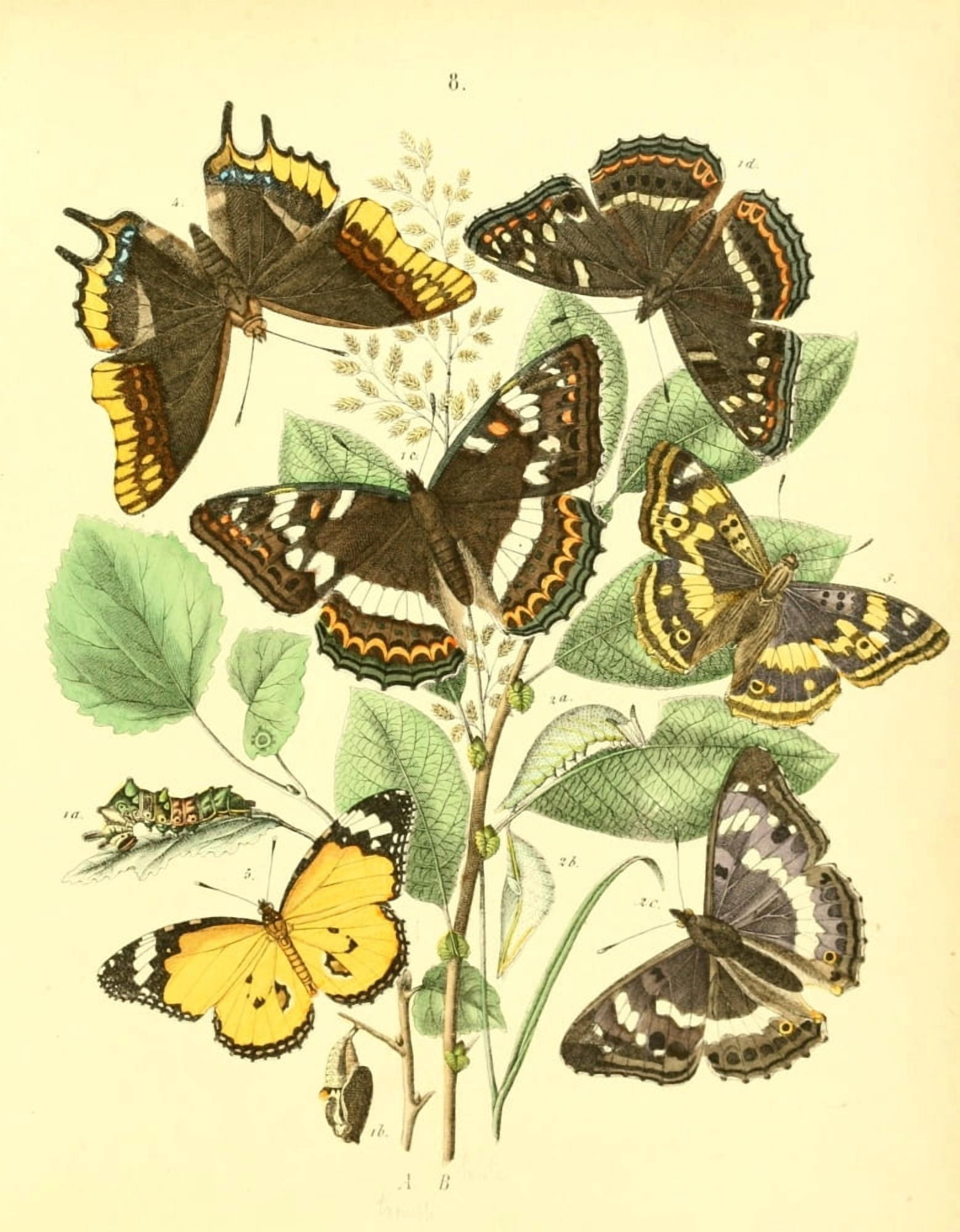 Muse Entomologique Illustr 1876 Various 7 Canvas Art - Unknown (24 x 36)