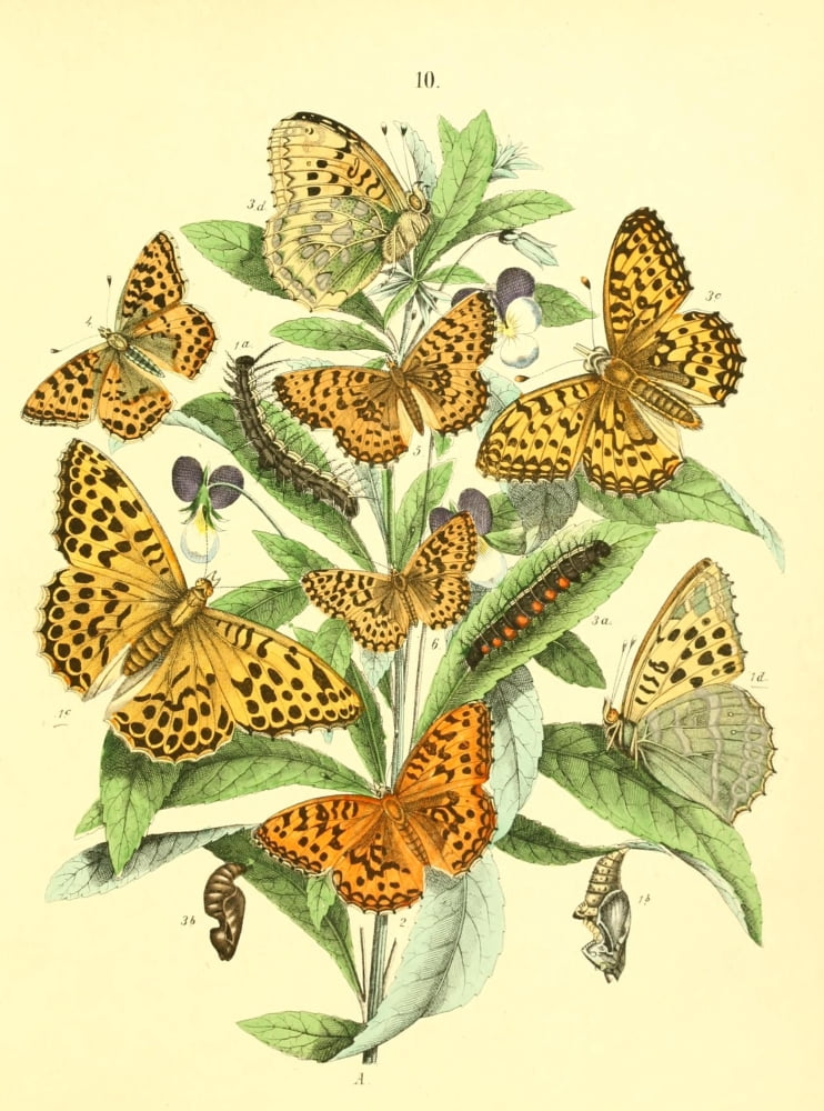 Muse Entomologique Illustr 1876 Various 9 Canvas Art - Unknown (18 x 24)
