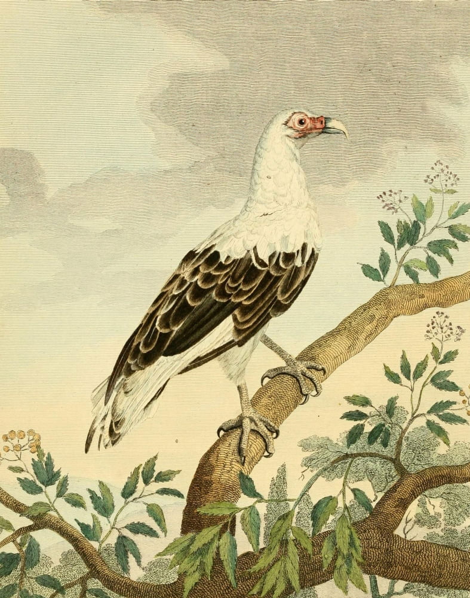 Musei Leveriani 1792 Angola Vulture Canvas Art - Charles R Ryley (24 x 36)