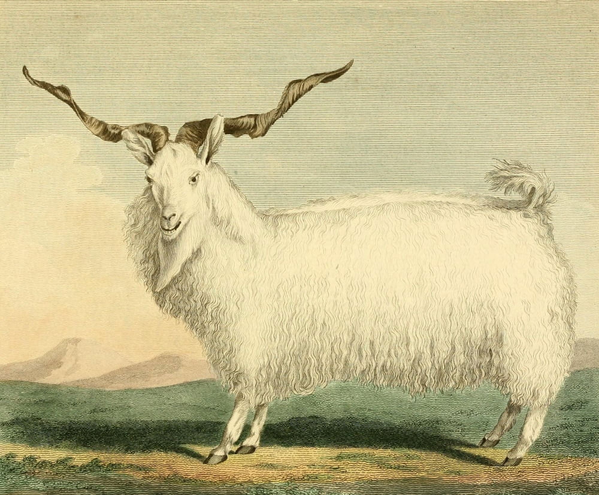 Musei Leveriani 1792 Angora Goat Canvas Art - Charles R Ryley (24 x 36)