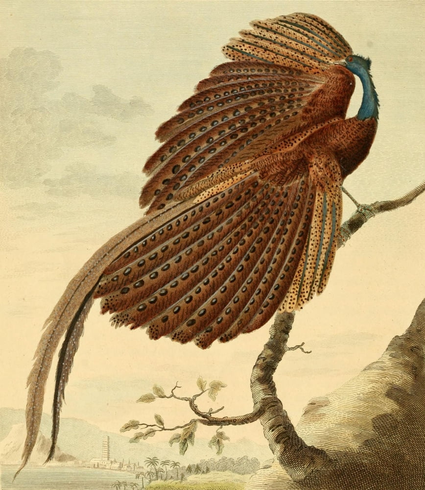 Musei Leveriani 1792 Argus Pheasant Canvas Art - Charles R Ryley (24 x 36)