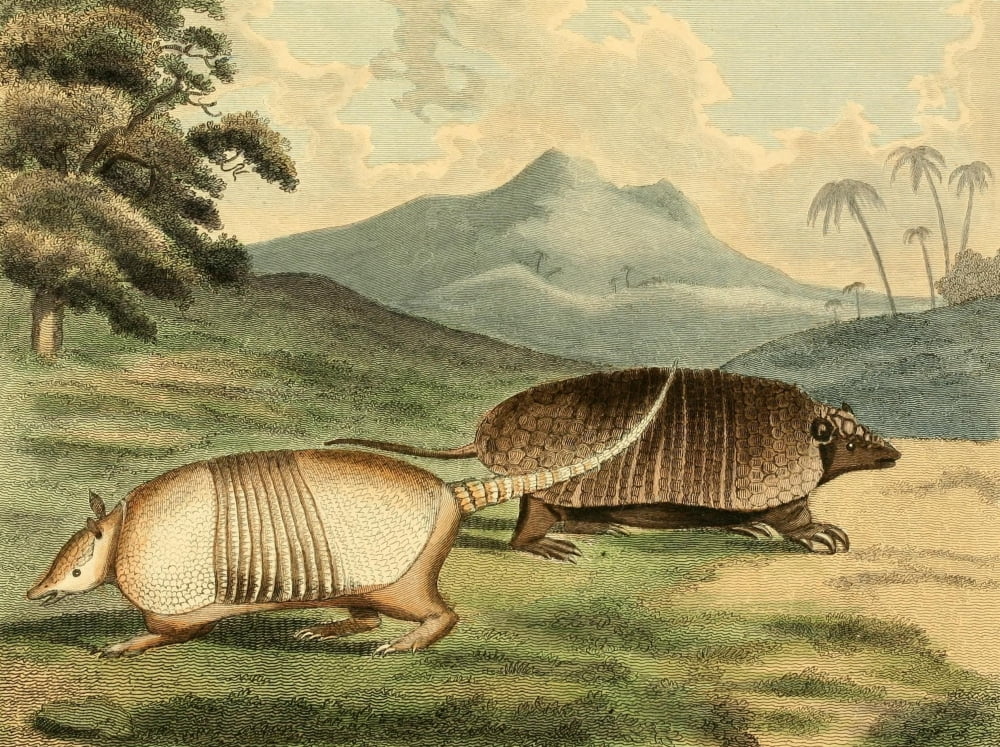 Musei Leveriani 1792 Banded Armadillo Canvas Art - Philip Reinagle (18 x 24)