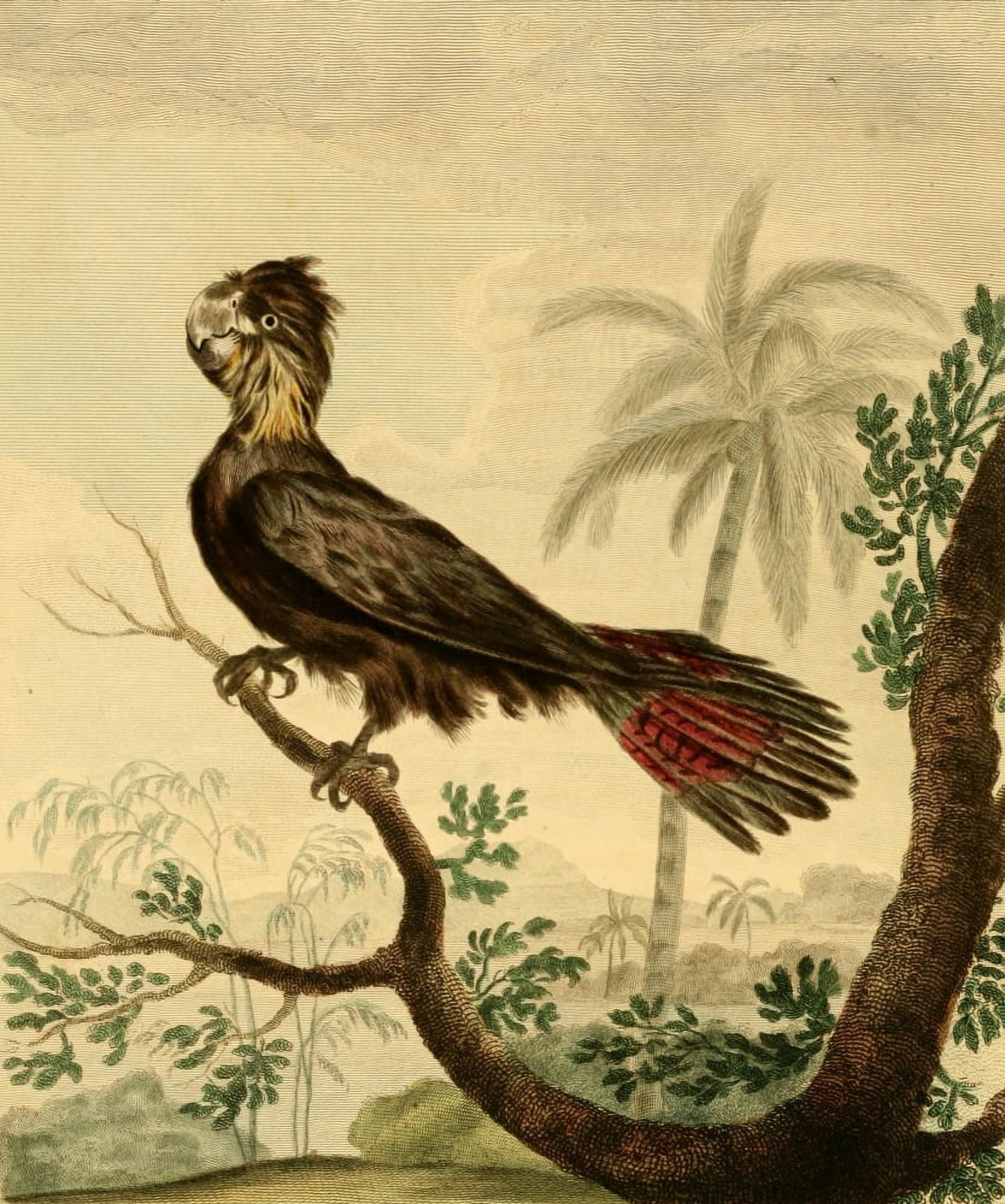 Musei Leveriani 1792 Banksian Cockatoo Canvas Art - Charles R Ryley (18 x 24)
