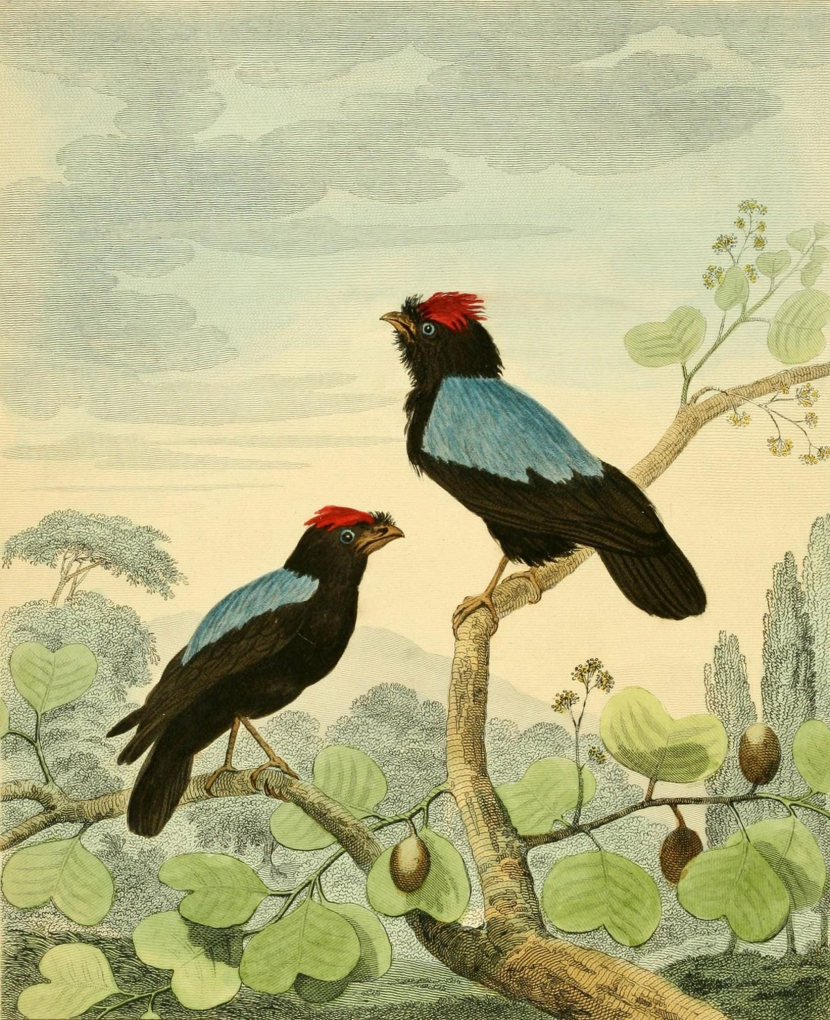 Musei Leveriani 1792 Blue-backed Manakin Canvas Art - Charles R Ryley (24 x 36)