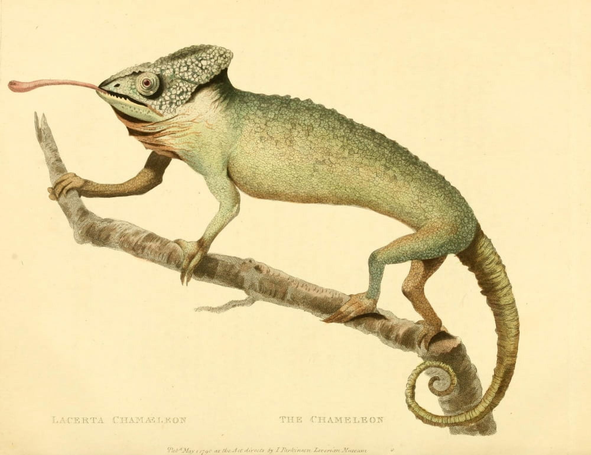 Musei Leveriani 1792 Chameleon Canvas Art - ST Edwards (24 x 36)