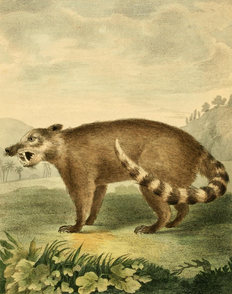 Musei Leveriani 1792 Coati Canvas Art - Charles R Ryley (18 x 24)