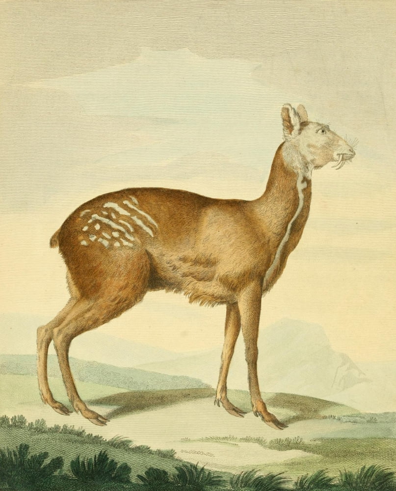 Musei Leveriani 1792 Common Musk Canvas Art - Charles R Ryley (24 x 36)