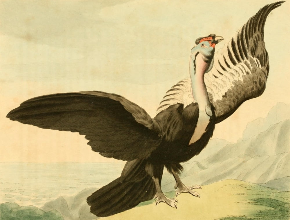 Musei Leveriani 1792 Condor Canvas Art - Charles R Ryley (24 x 36)