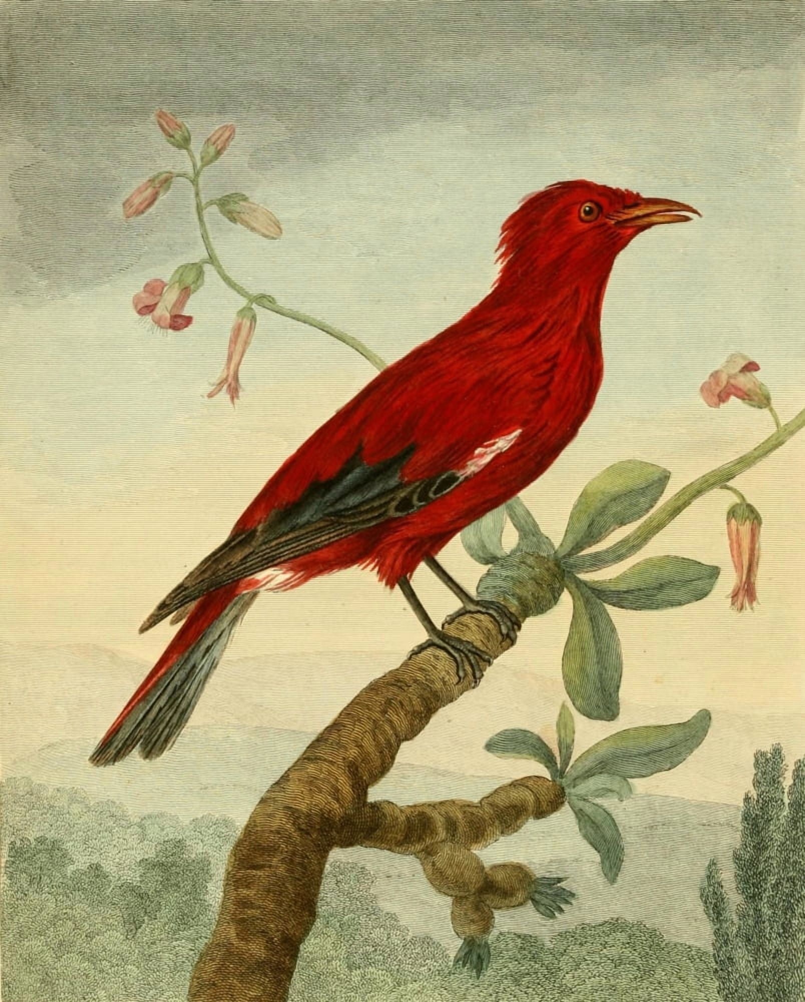 Musei Leveriani 1792 Crimson Roller Canvas Art - Charles R Ryley (18 x 24)