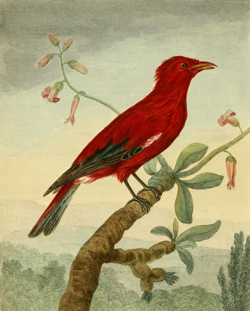 Musei Leveriani 1792 Crimson Roller Canvas Art - Charles R Ryley (24 x 36)