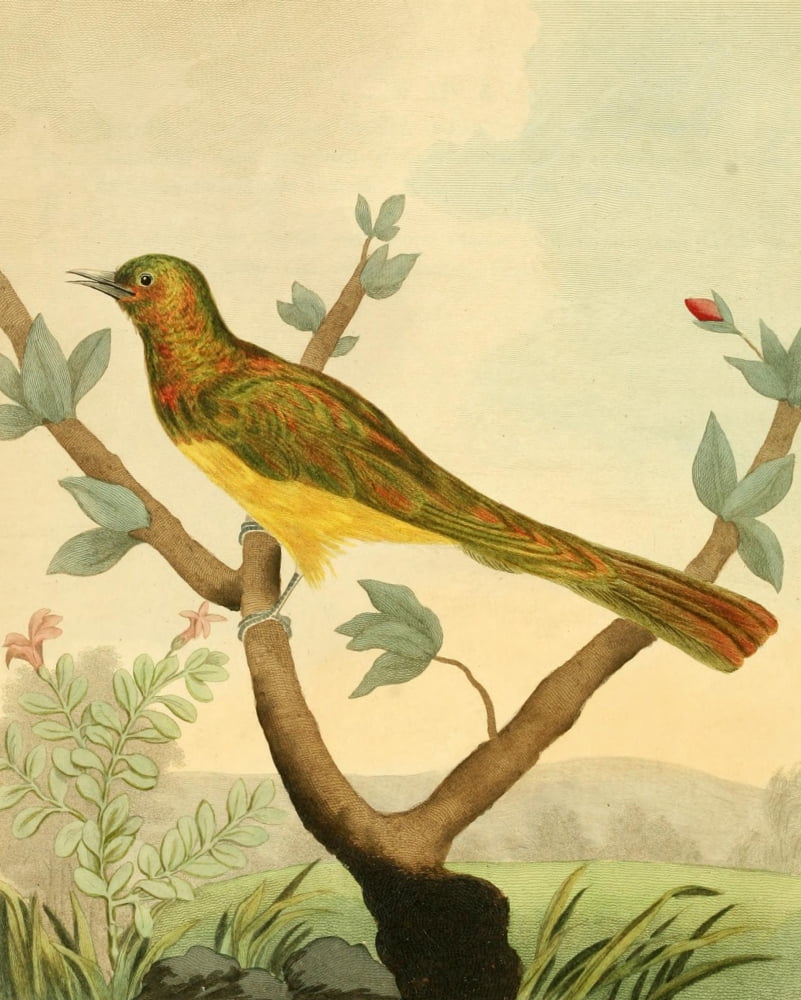 Musei Leveriani 1792 Cupreous Cuckoo Canvas Art - Charles R Ryley (18 x 24)