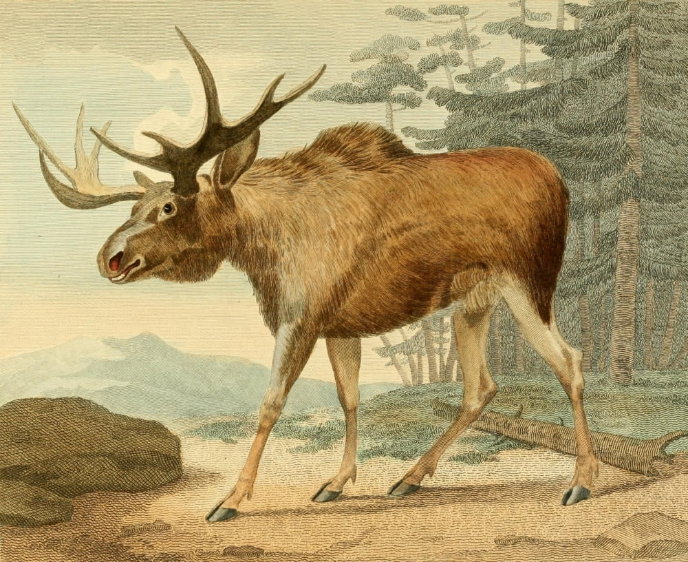Musei Leveriani 1792 Elk Canvas Art - Philip Reinagle (24 x 36)