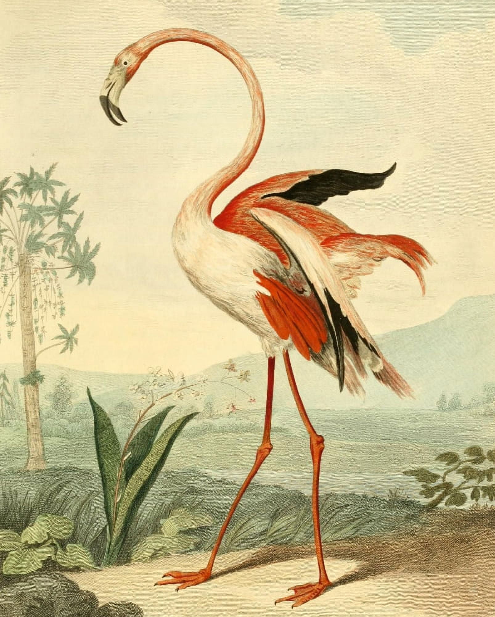 Musei Leveriani 1792 Flamingo Canvas Art - Charles R Ryley (18 x 24)