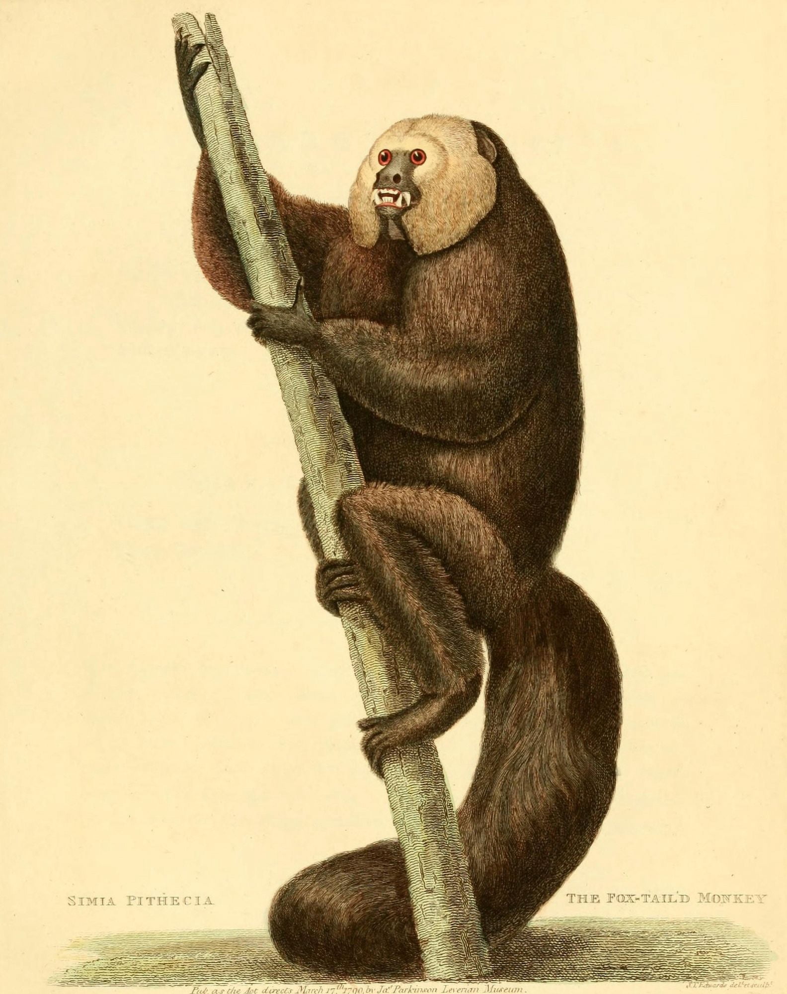 Musei Leveriani 1792 Fox-tailed Monkey Canvas Art - ST Edwards (18 x 24)
