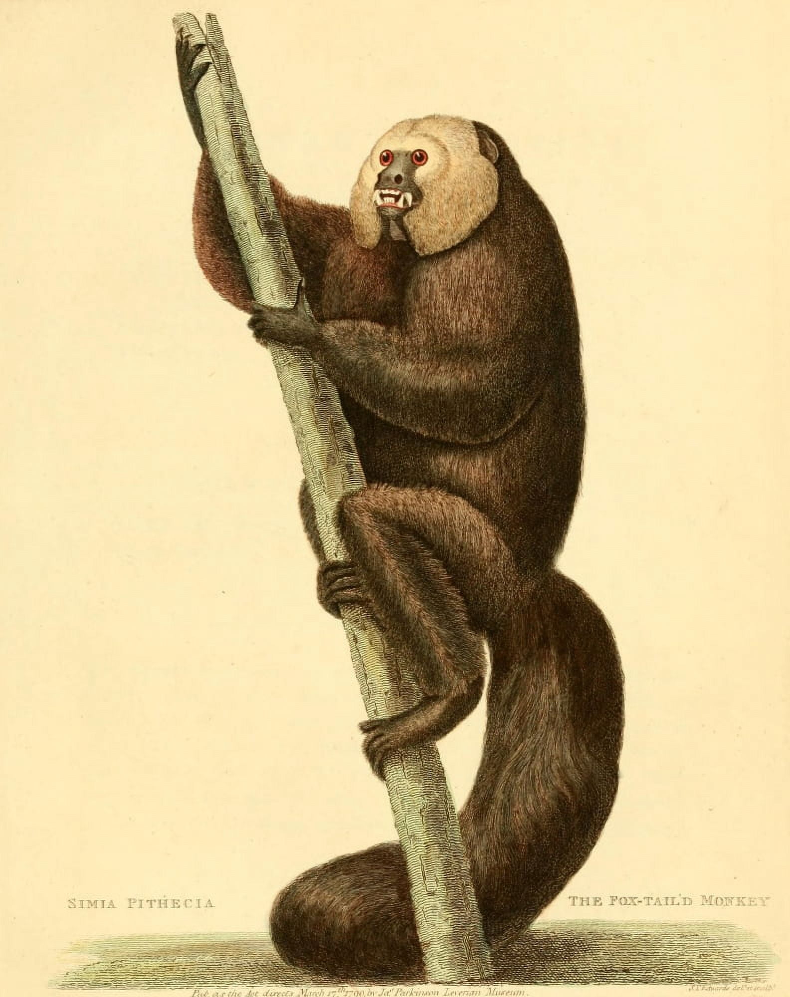 Musei Leveriani 1792 Fox-tailed Monkey Canvas Art - ST Edwards (24 x 36)