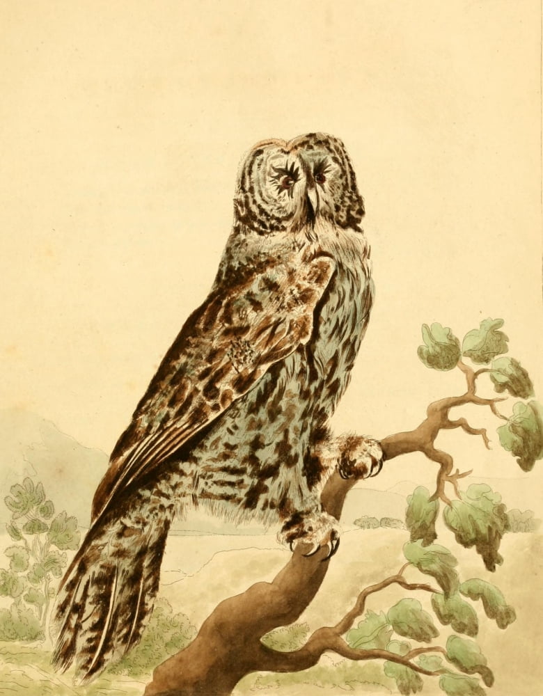 Musei Leveriani 1792 Fuliginous Owl Canvas Art - Charles R Ryley (24 x 36)