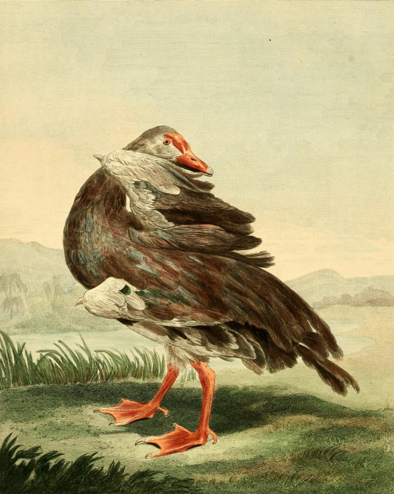 Musei Leveriani 1792 Gambian Goose Canvas Art - Charles R Ryley (24 x 36)
