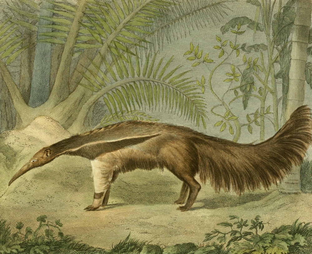 Musei Leveriani 1792 Great Ant-eater Canvas Art - Charles R Ryley (18 x 24)