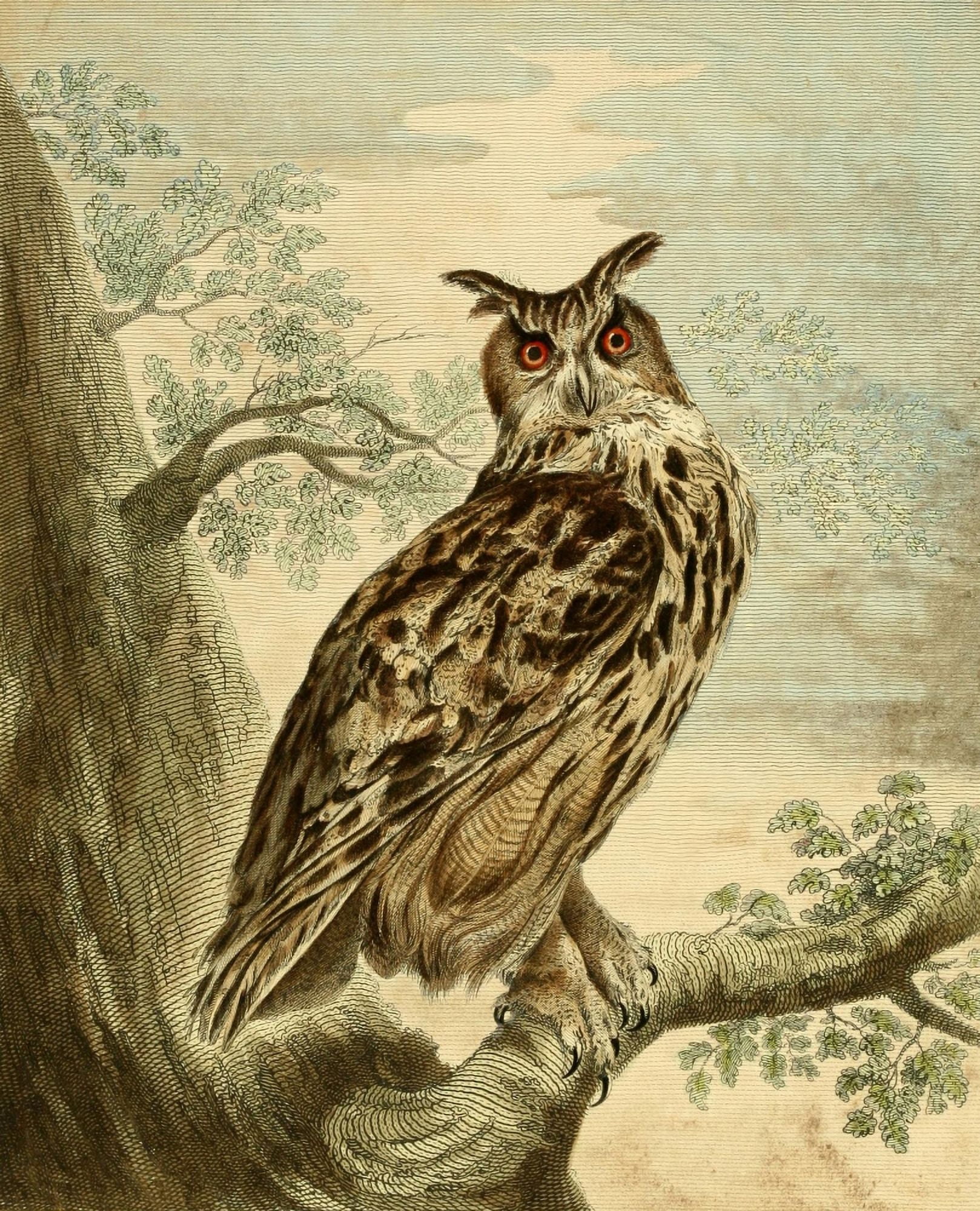 Musei Leveriani 1792 Great Horned Owl Canvas Art - Charles R Ryley (18 x 24)