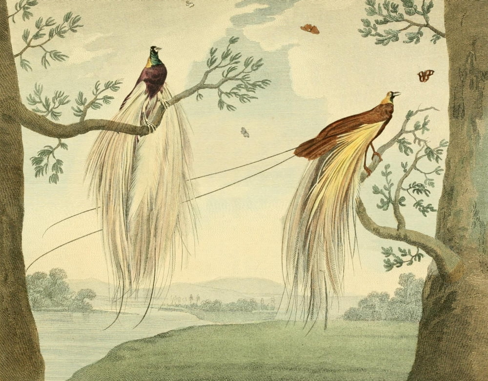 Musei Leveriani 1792 Great Paradise Bird Canvas Art - Charles R Ryley (24 x 36)