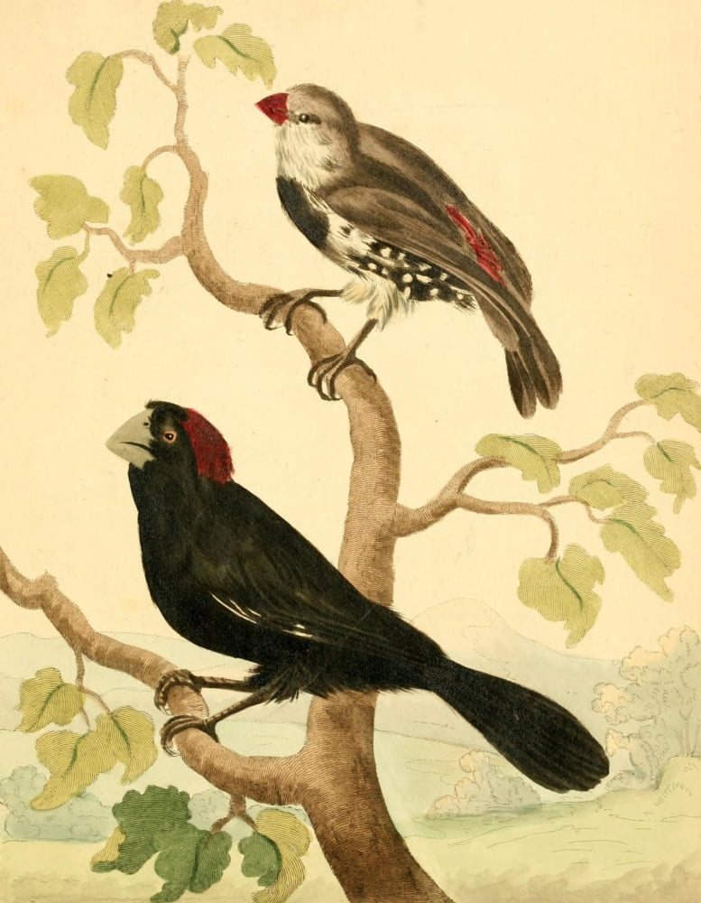 Musei Leveriani 1792 Grosbeaks Canvas Art - Charles R Ryley (18 x 24)
