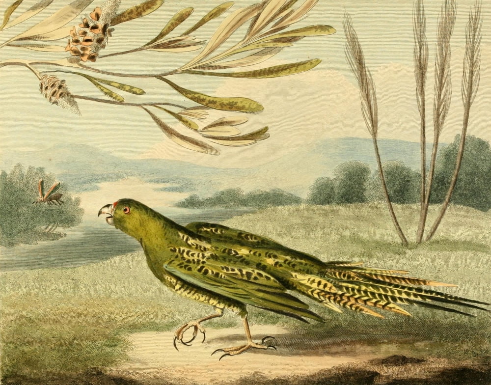 Musei Leveriani 1792 Ground Parrot Canvas Art - Philip Reinagle (24 x 36)