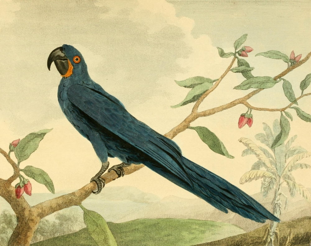 Musei Leveriani 1792 Hyacinth Macaw Canvas Art - Charles R Ryley (18 x 24)