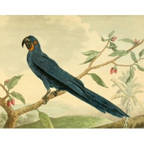 Musei Leveriani 1792 Hyacinth Macaw Canvas Art - Charles R Ryley (18 x 24)
