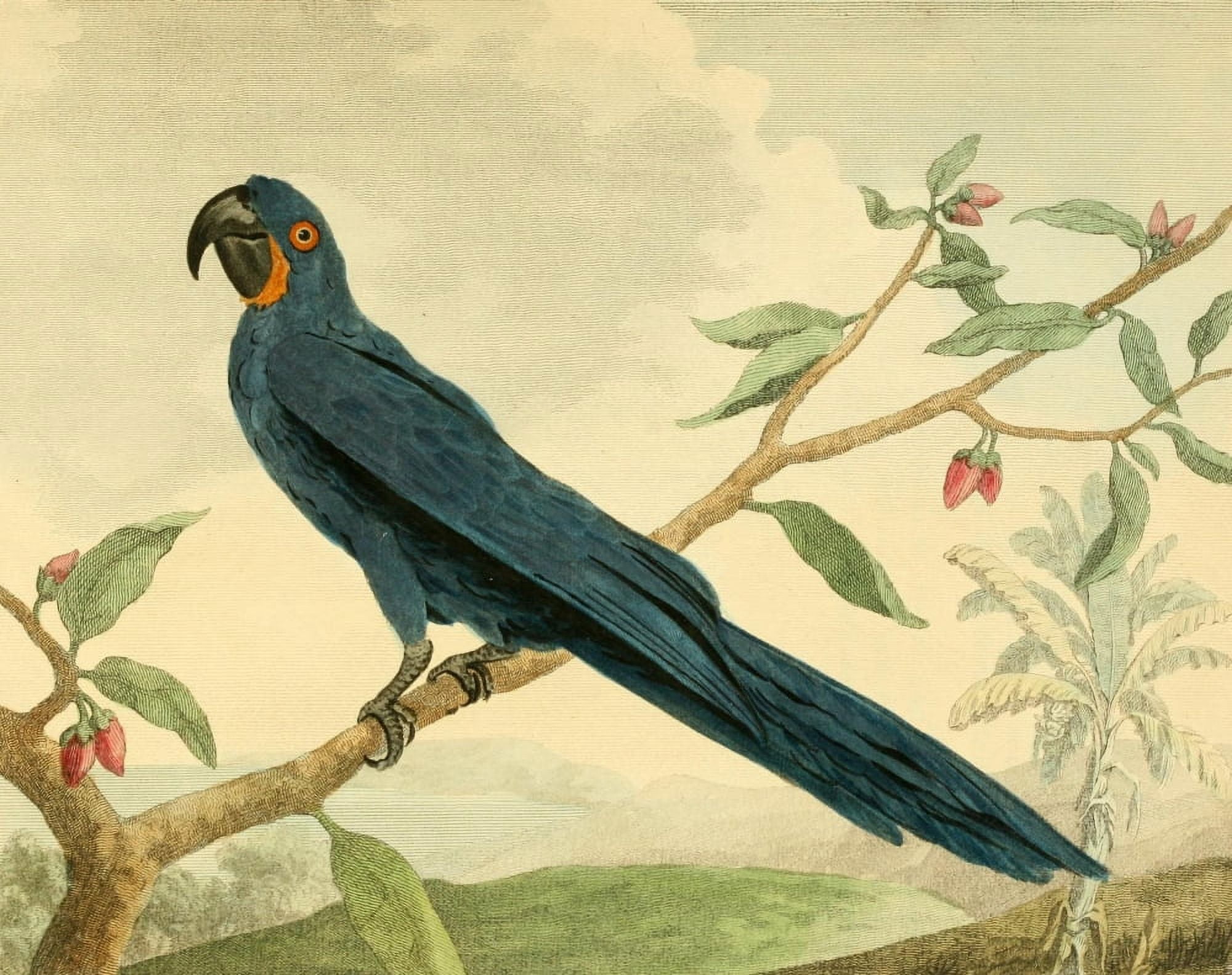 Musei Leveriani 1792 Hyacinth Macaw Canvas Art - Charles R Ryley (24 x 36)