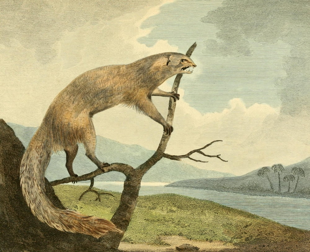 Musei Leveriani 1792 Ichneumon Canvas Art - Philip Reinagle (18 x 24)