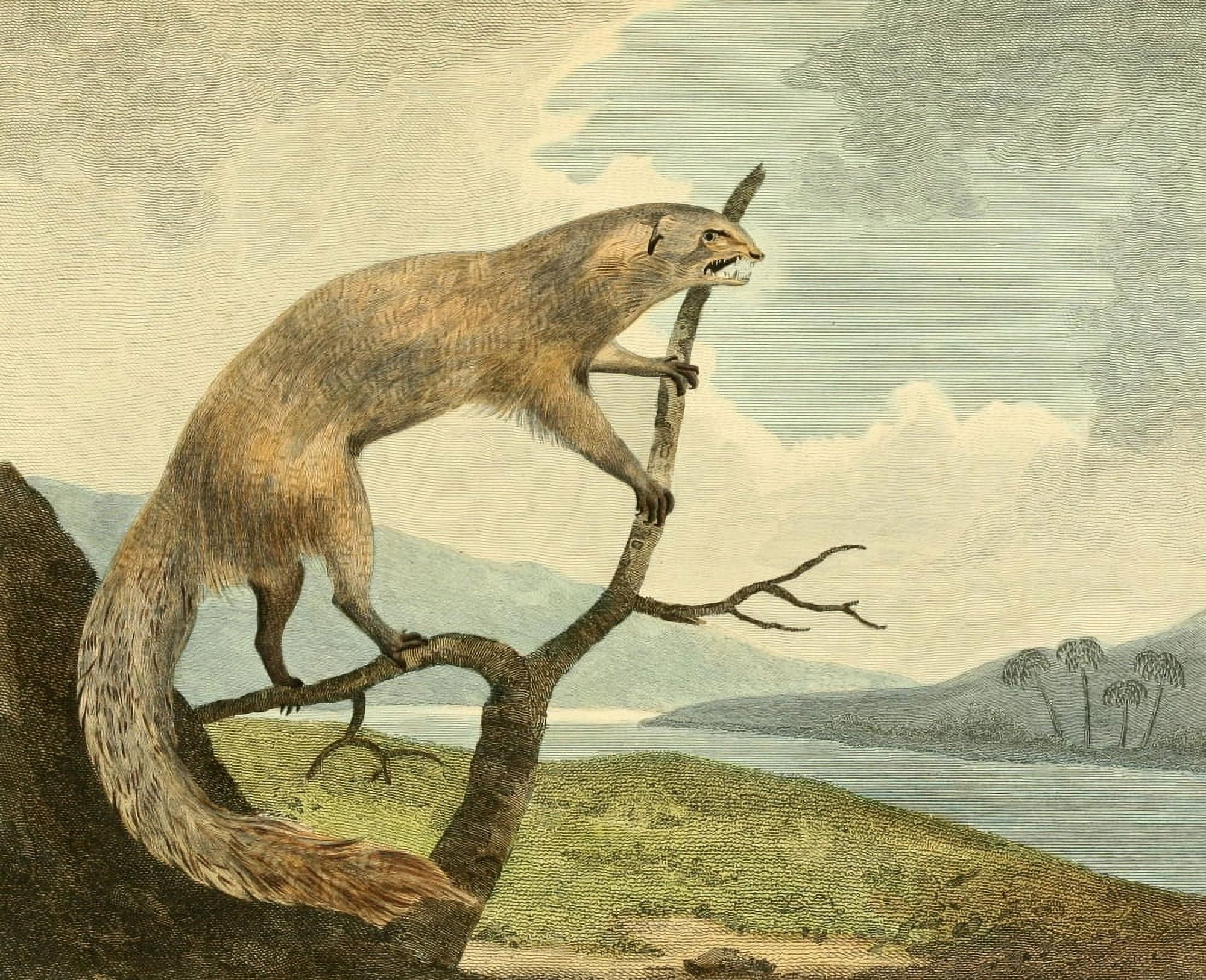 Musei Leveriani 1792 Ichneumon Canvas Art - Philip Reinagle (24 x 36)