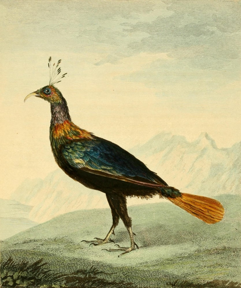 Musei Leveriani 1792 Impeyan Pheasant Canvas Art - Charles R Ryley (18 x 24)