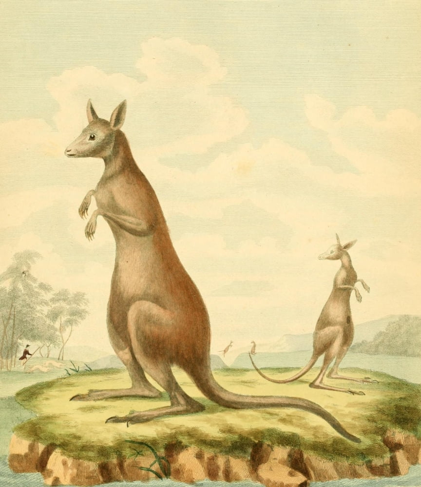 Musei Leveriani 1792 Kangaroo Canvas Art - ST Edwards (18 x 24)