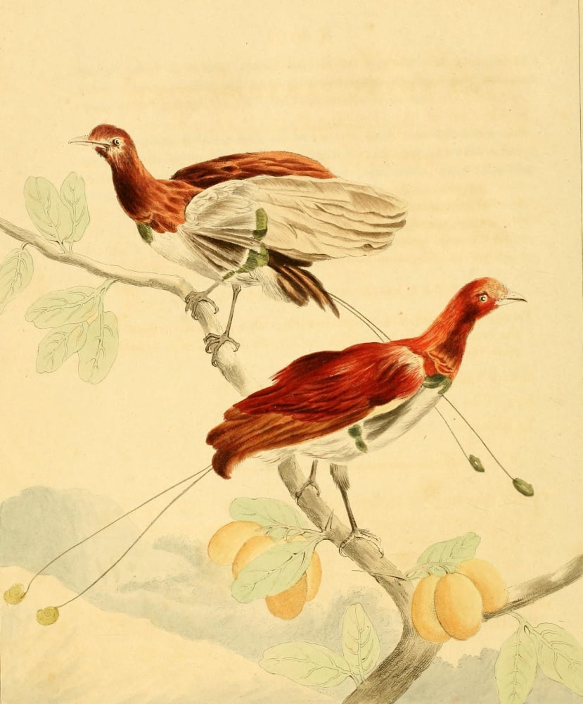 Musei Leveriani 1792 King Paradise Bird Canvas Art - Charles R Ryley (24 x 36)