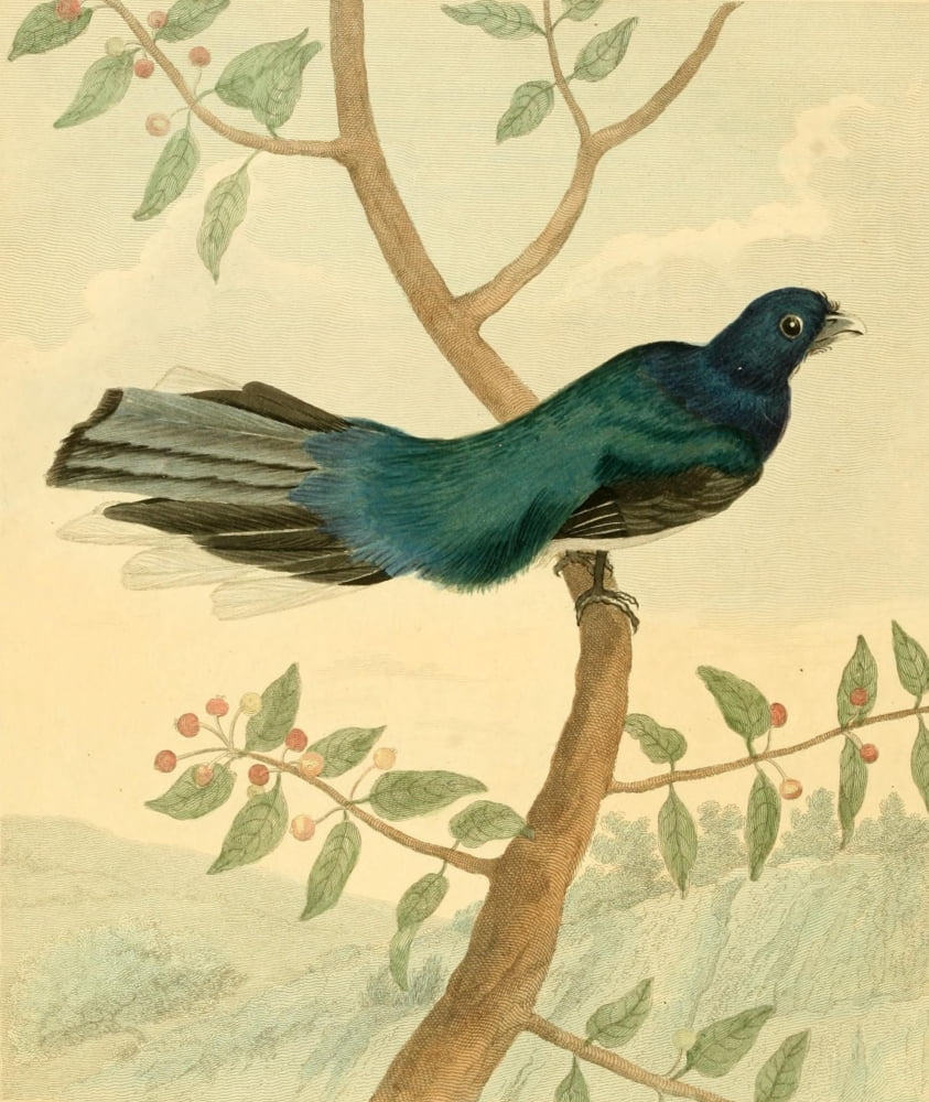 Musei Leveriani 1792 Leverian Trogon Canvas Art - Charles R Ryley (18 x 24)
