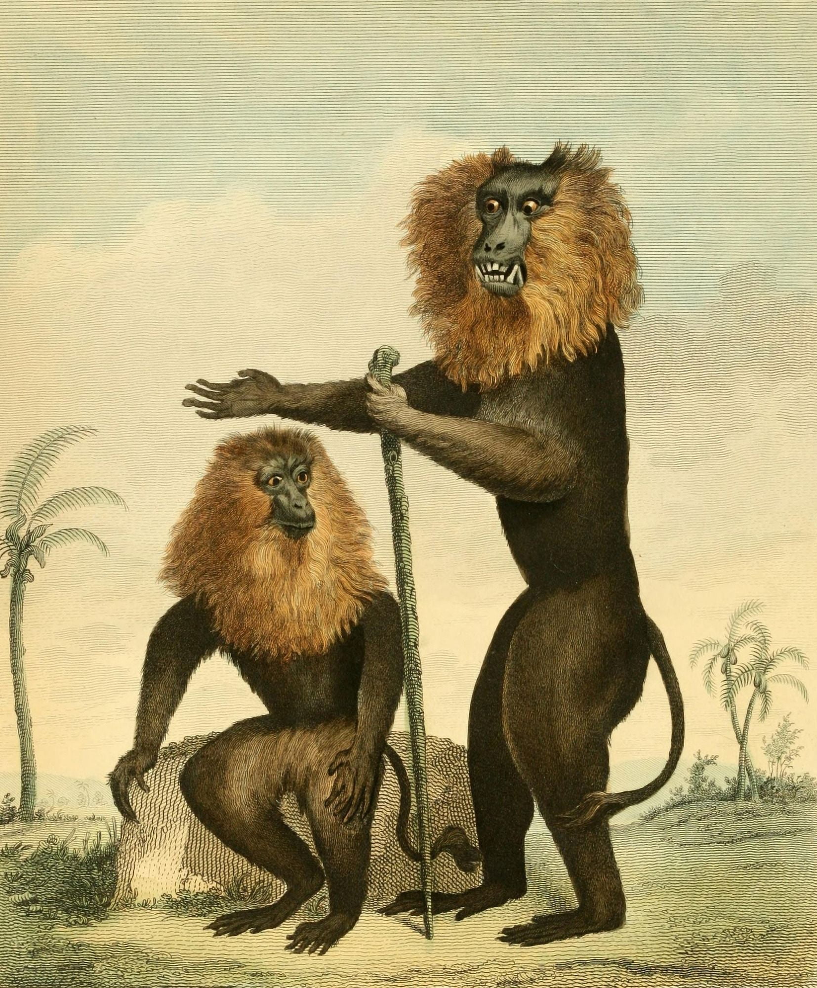 Musei Leveriani 1792 Lion-tailed Monkey Canvas Art - Charles R Ryley (18 x 24)