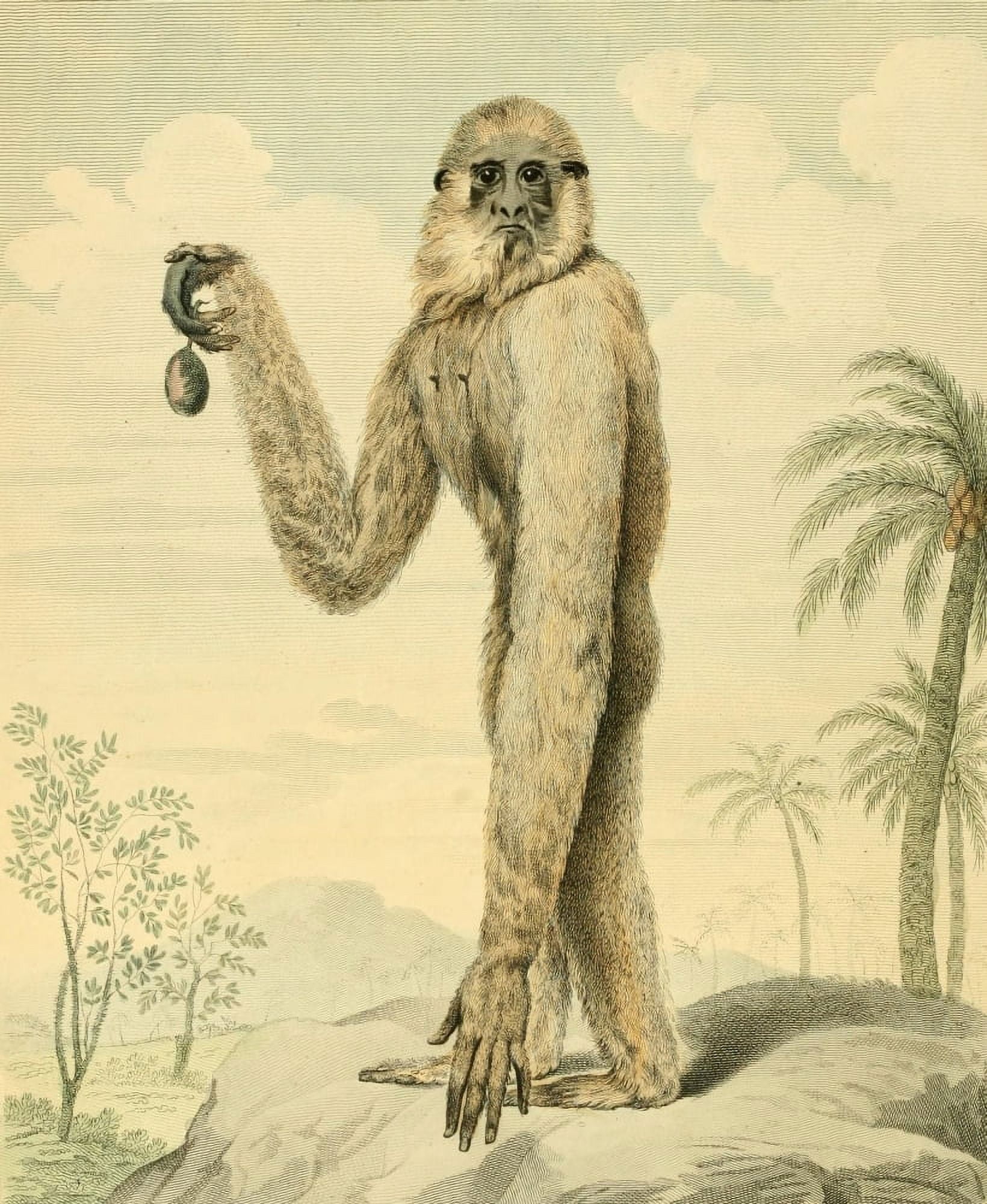Musei Leveriani 1792 Long-armed Gibbon Canvas Art - Charles R Ryley (24 x 36)