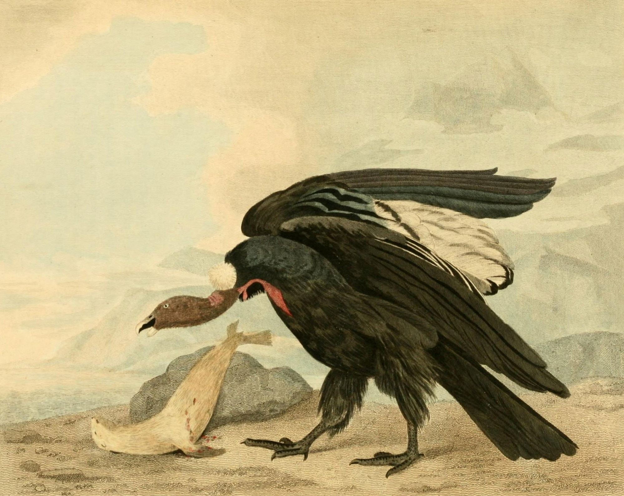 Musei Leveriani 1792 Magellanic Vulture Canvas Art - Philip Reinagle (18 x 24)