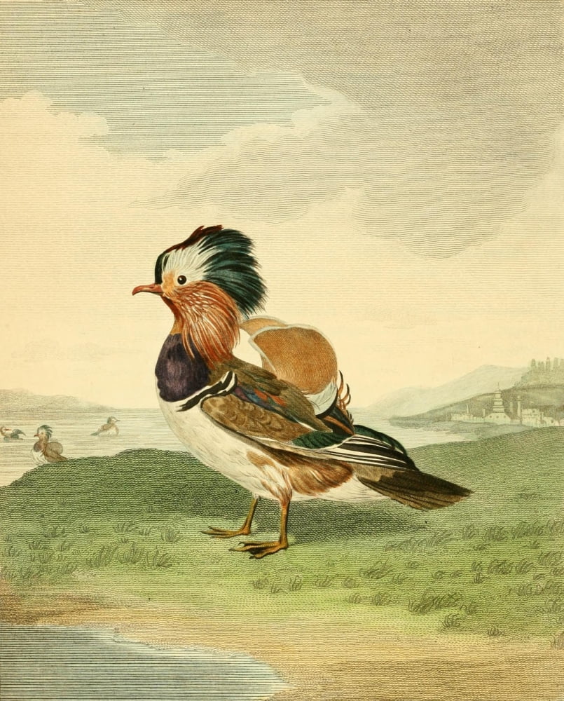 Musei Leveriani 1792 Mandarin Duck Canvas Art - Charles R Ryley (18 x 24)