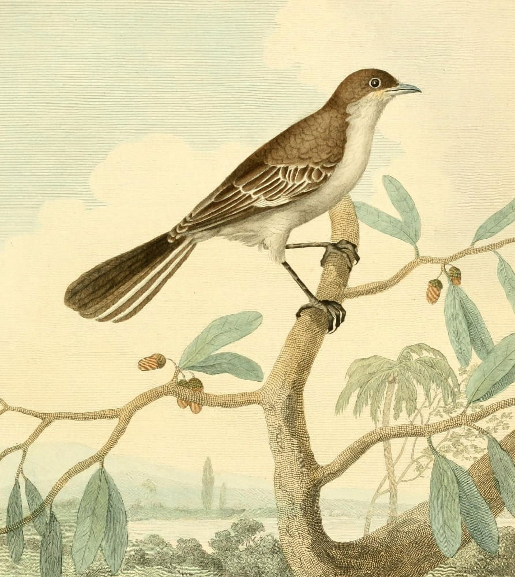 Musei Leveriani 1792 Mocking Thrush Canvas Art - Charles R Ryley (24 x 36)