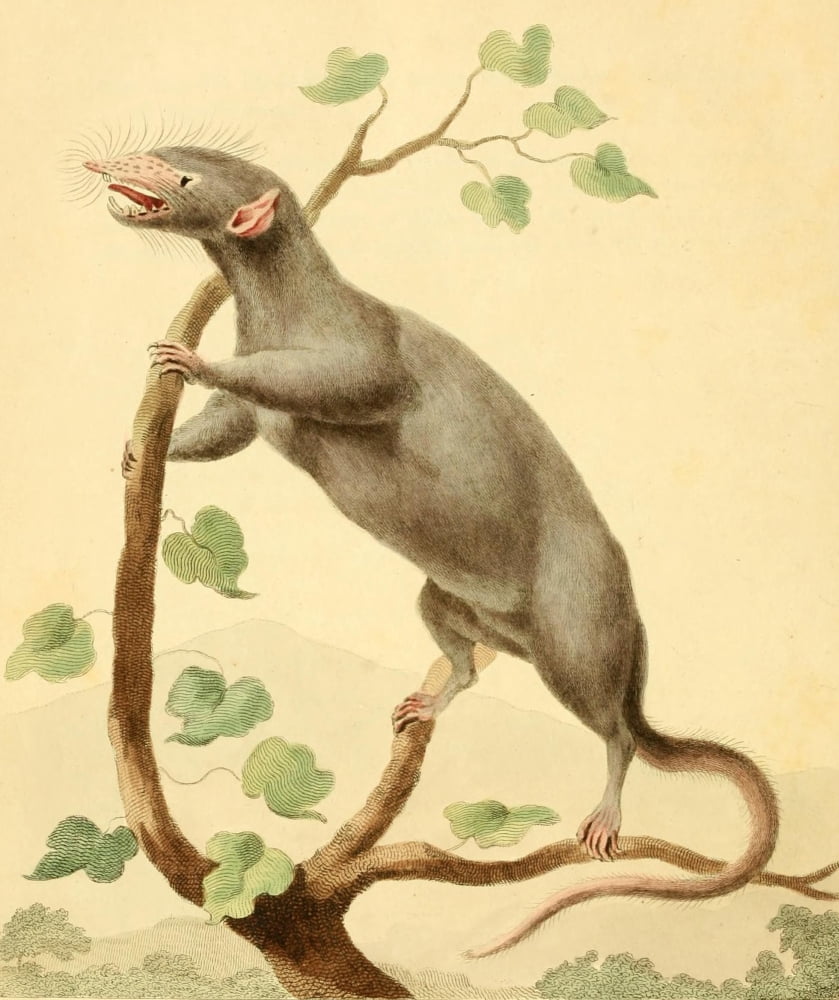 Musei Leveriani 1792 Musk Mouse Canvas Art - Charles R Ryley (24 x 36)