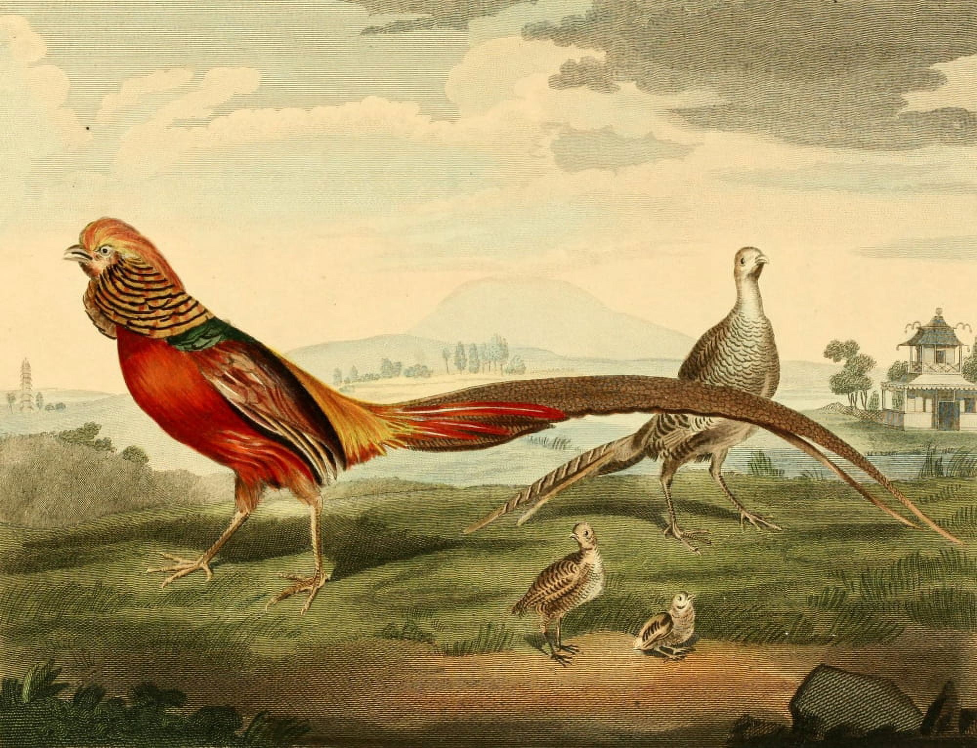 Musei Leveriani 1792 Painted Pheasant Canvas Art - Charles R Ryley (18 x 24)