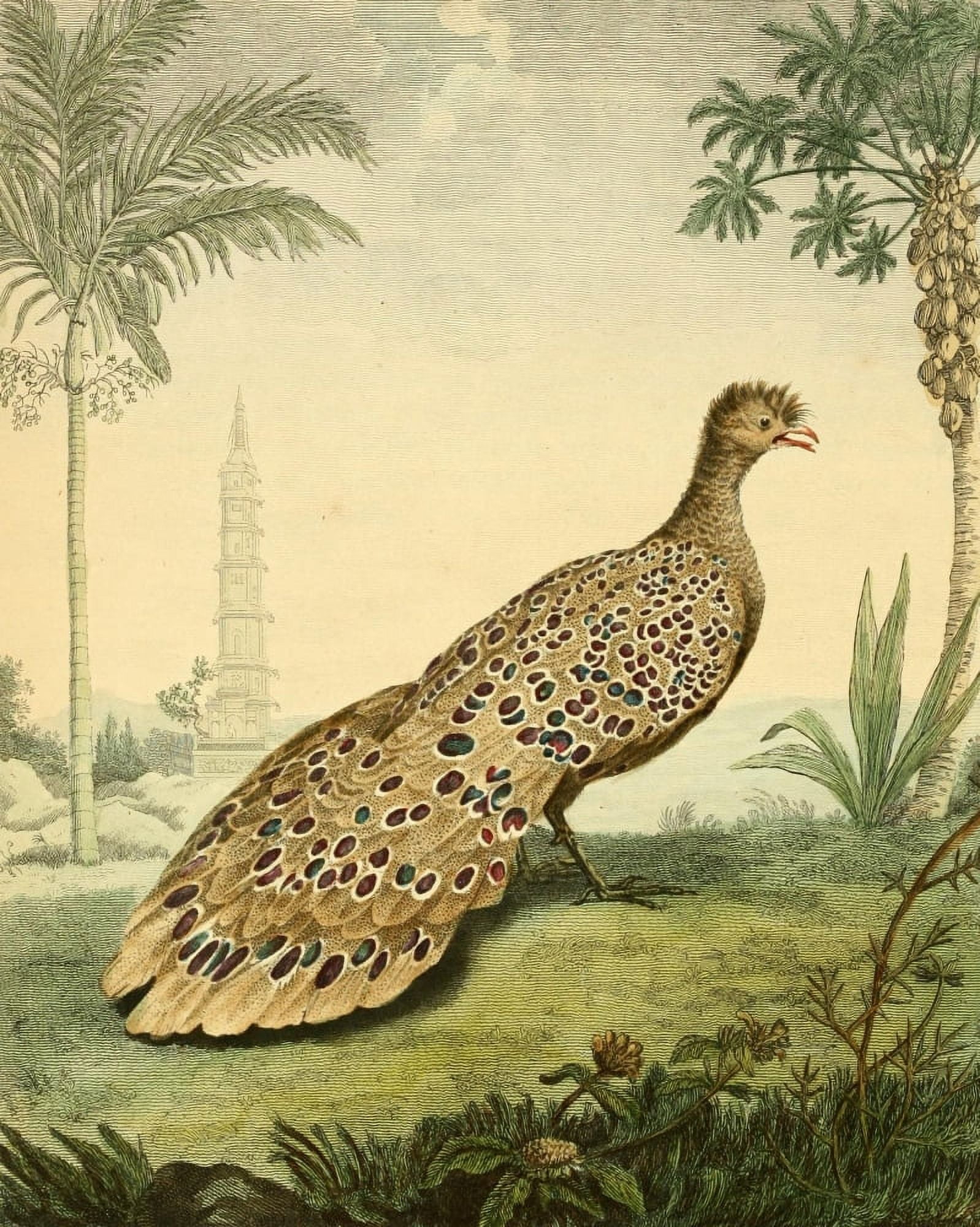 Musei Leveriani 1792 Peacock Pheasant Canvas Art - Charles R Ryley (24 x 36)